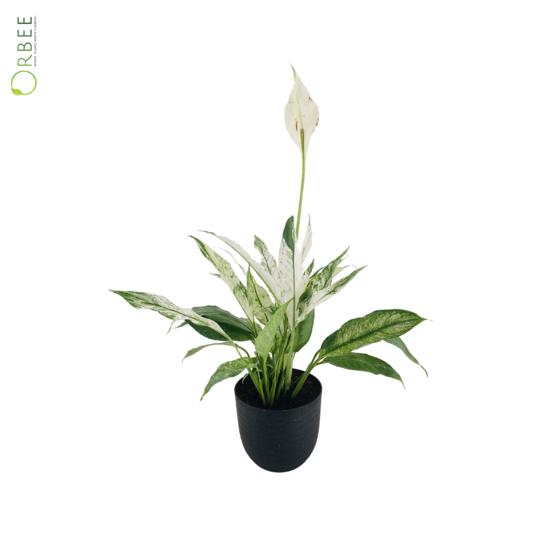 Peace Lilly