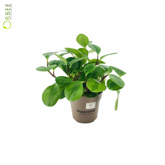 Peperomia Obtusifolia Lemon Lime