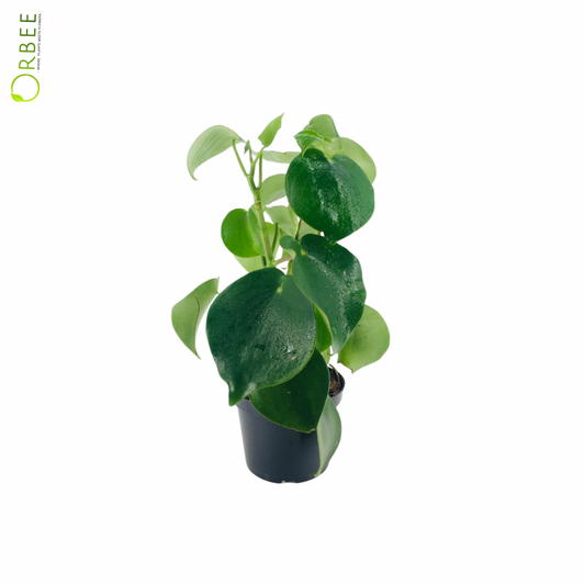 Peperomia Polybotrya Raindrop