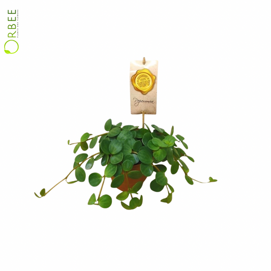 Peperomia Tetraphylla "Hope"