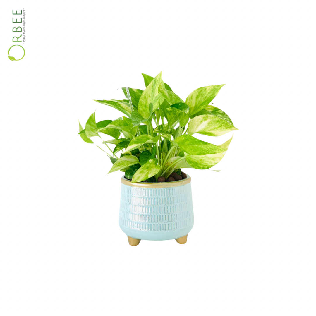 Peperomia in Ceramic Pot