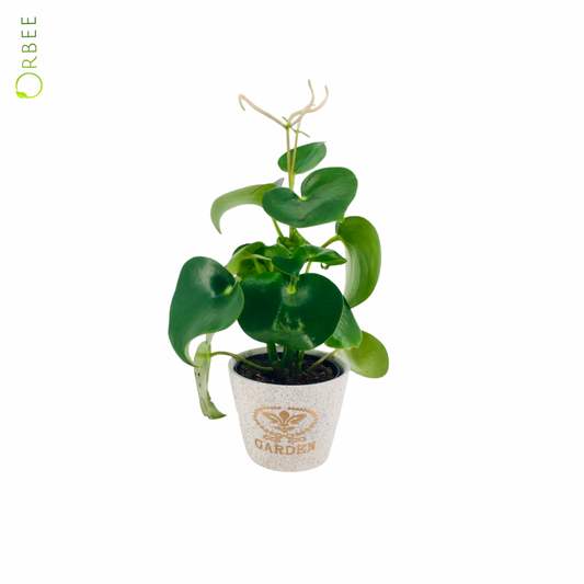 Peperomia Polybotrya with Design Ceramic Pot