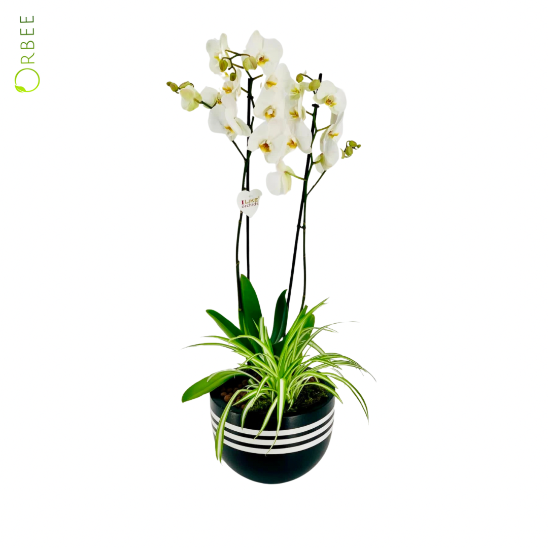 Phalaenopsis and Chlorophytum with White Stripe GRC Pot