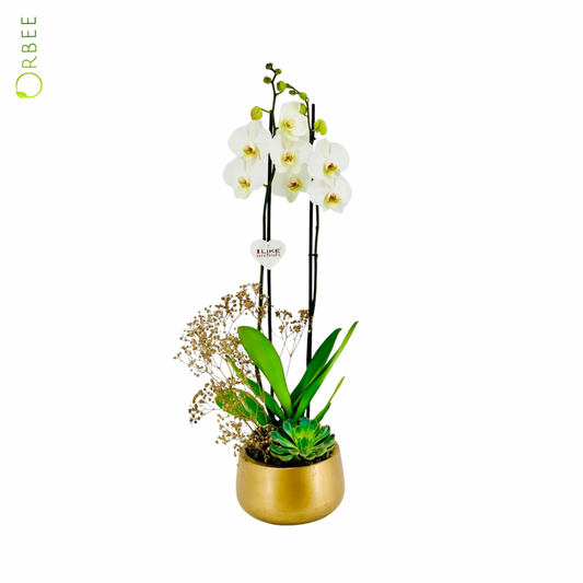 Phalaenopsis and Echeveria  in Golden GRC Pot