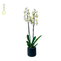 Phalaenopsis Orchids with Black Ceramic Pot