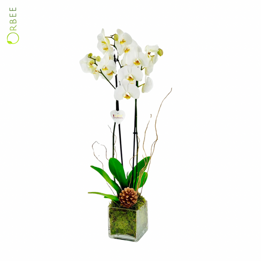Phalaenopsis in Square Vase