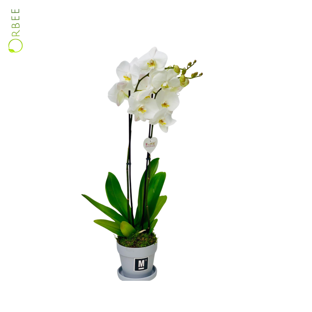 Phalaenopsis Orchid with Grey Pot
