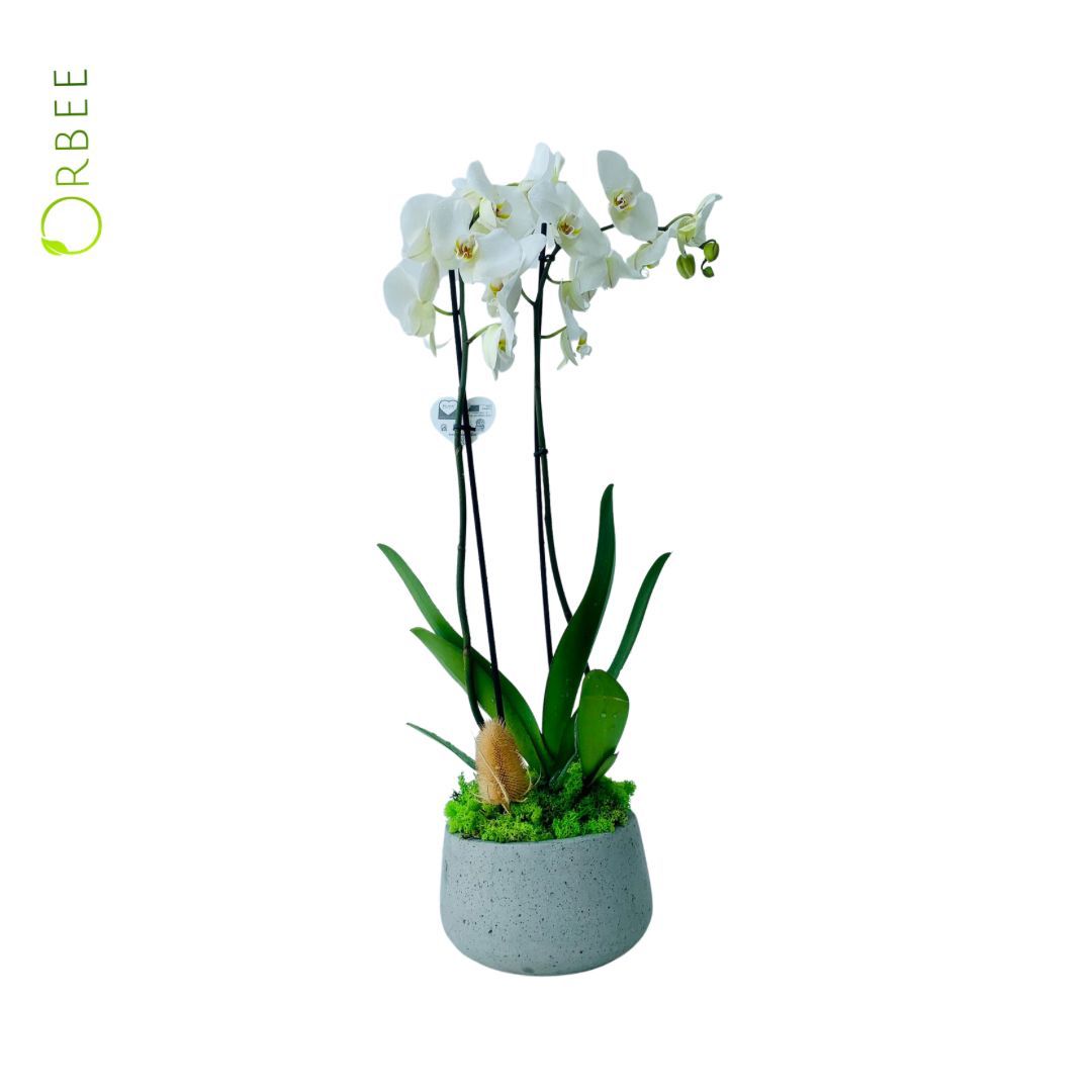 Phalaenopsis Orchid with GRC Pot