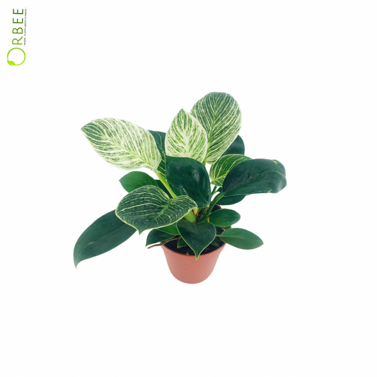 Philodendron Birkin