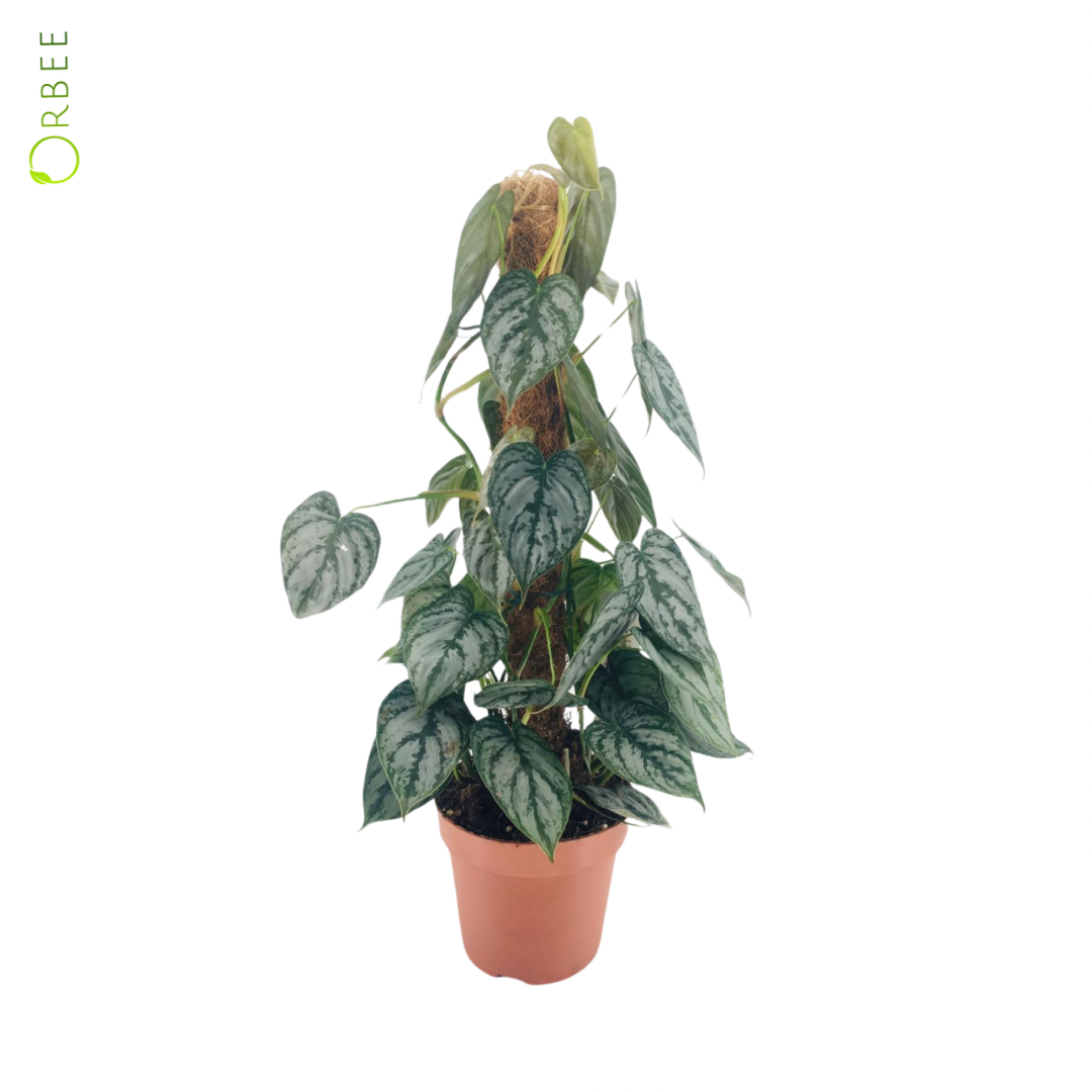 Philodendron Brandtianum
