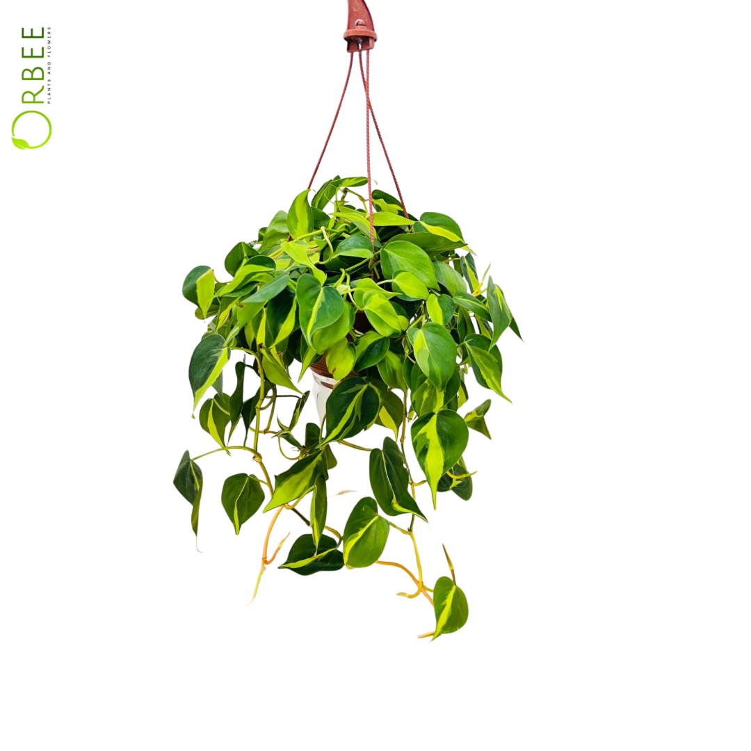 Philodendron Cordatum Brazil