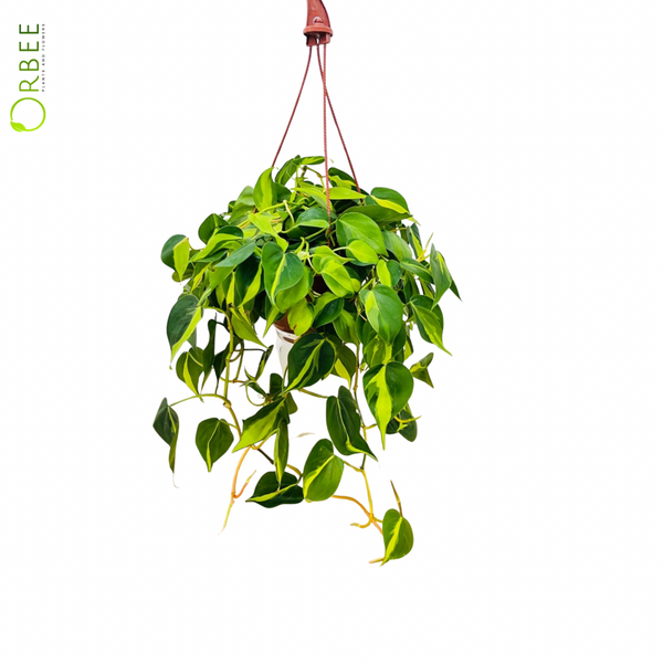 philodendron cordatum vs brasil Philodendron Cordatum Brazil – orbeeflowers