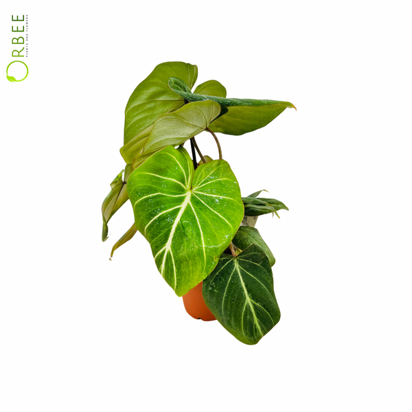 philodendron gloriosum climbing Philodendron Gloriosum – orbeeflowers