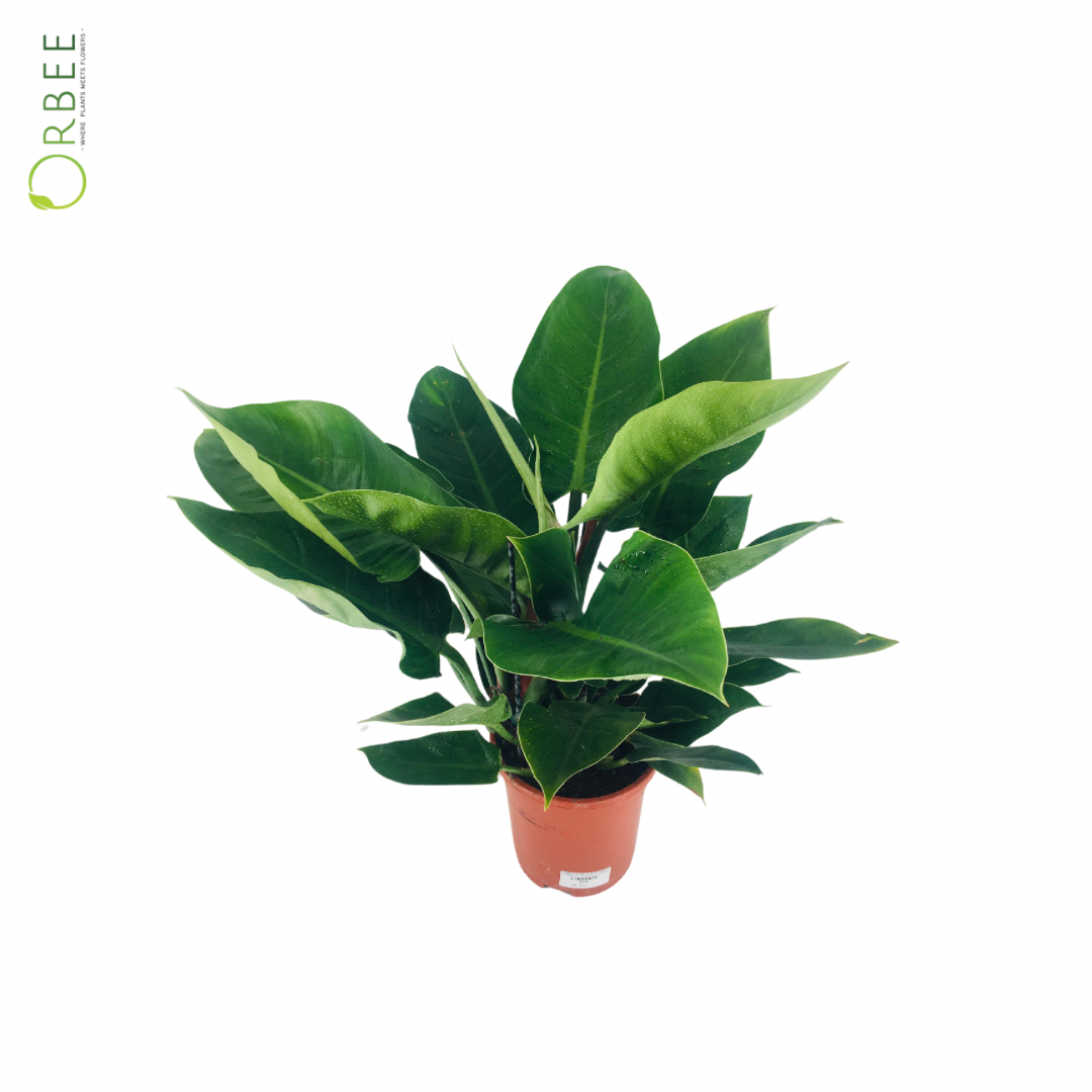 philodendron imperial green flower Philodendron Imperial Green – orbeeflowers