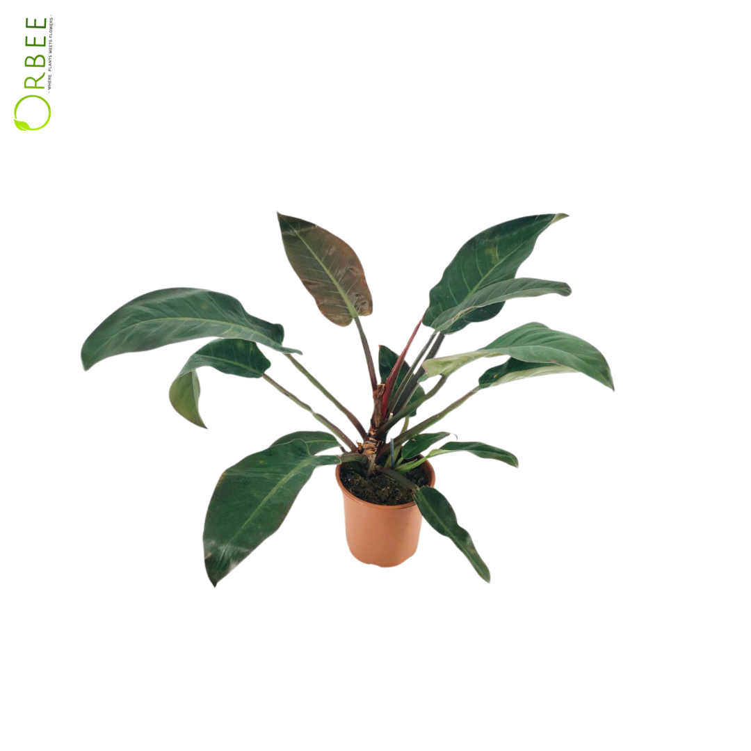 Philodendron Imperial Red