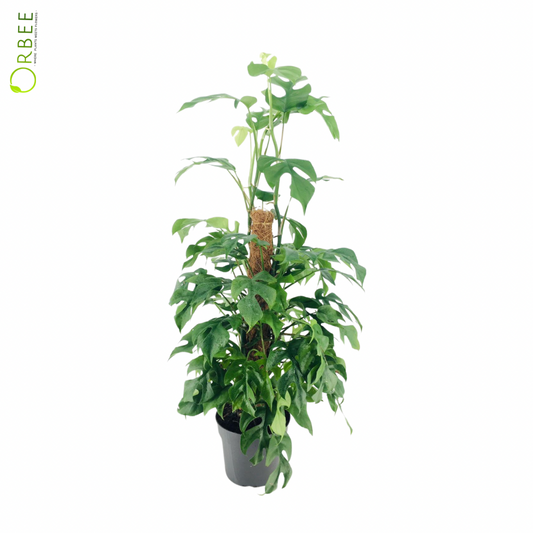 Philodendron Minima Mosstick