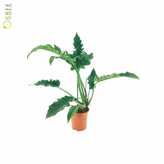 Philodendron Narrow