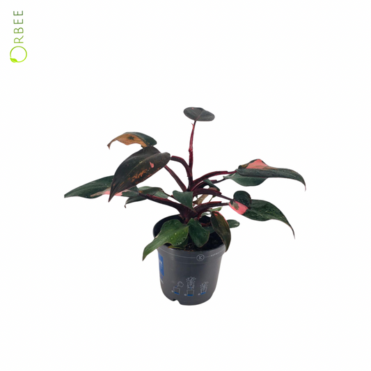 Philodendron Pink Princess