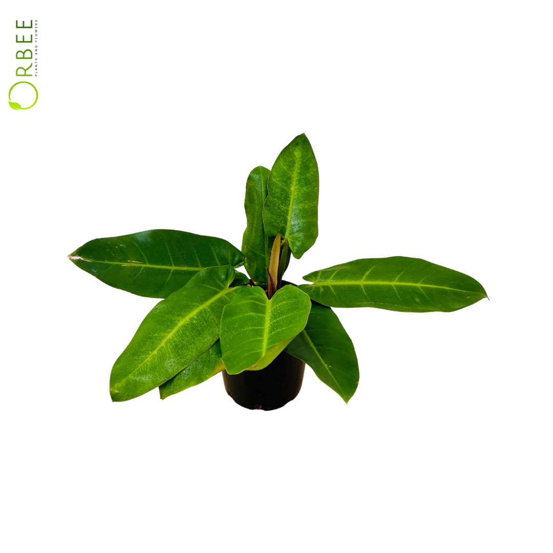 Philodendron Prince Orange