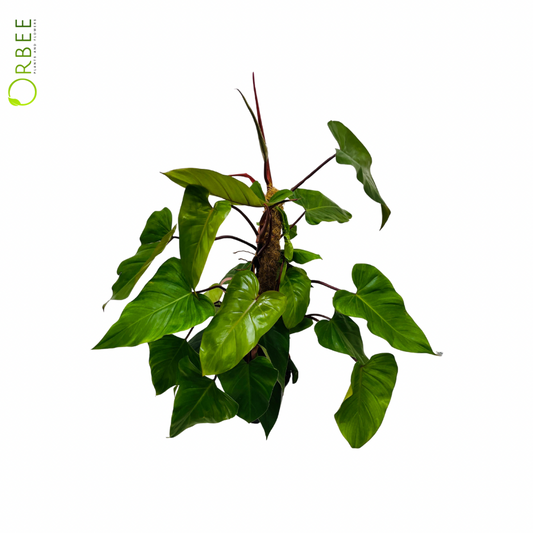 Philodendron Red Emerald