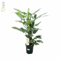 Philodendron Silver Queen