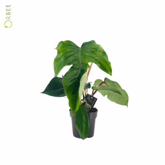Philodendron Squamiferum
