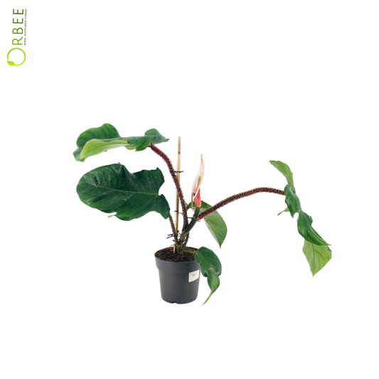 Philodendron Squamiferum