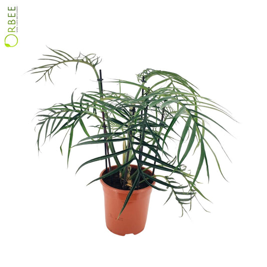 Philodendron Tortum