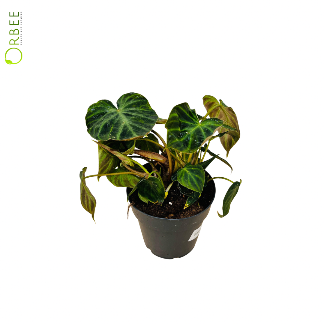 Philodendron Verrucosum