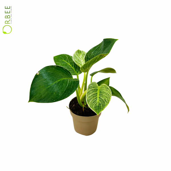 Philodendron White Wave Birkin – orbeeflowers