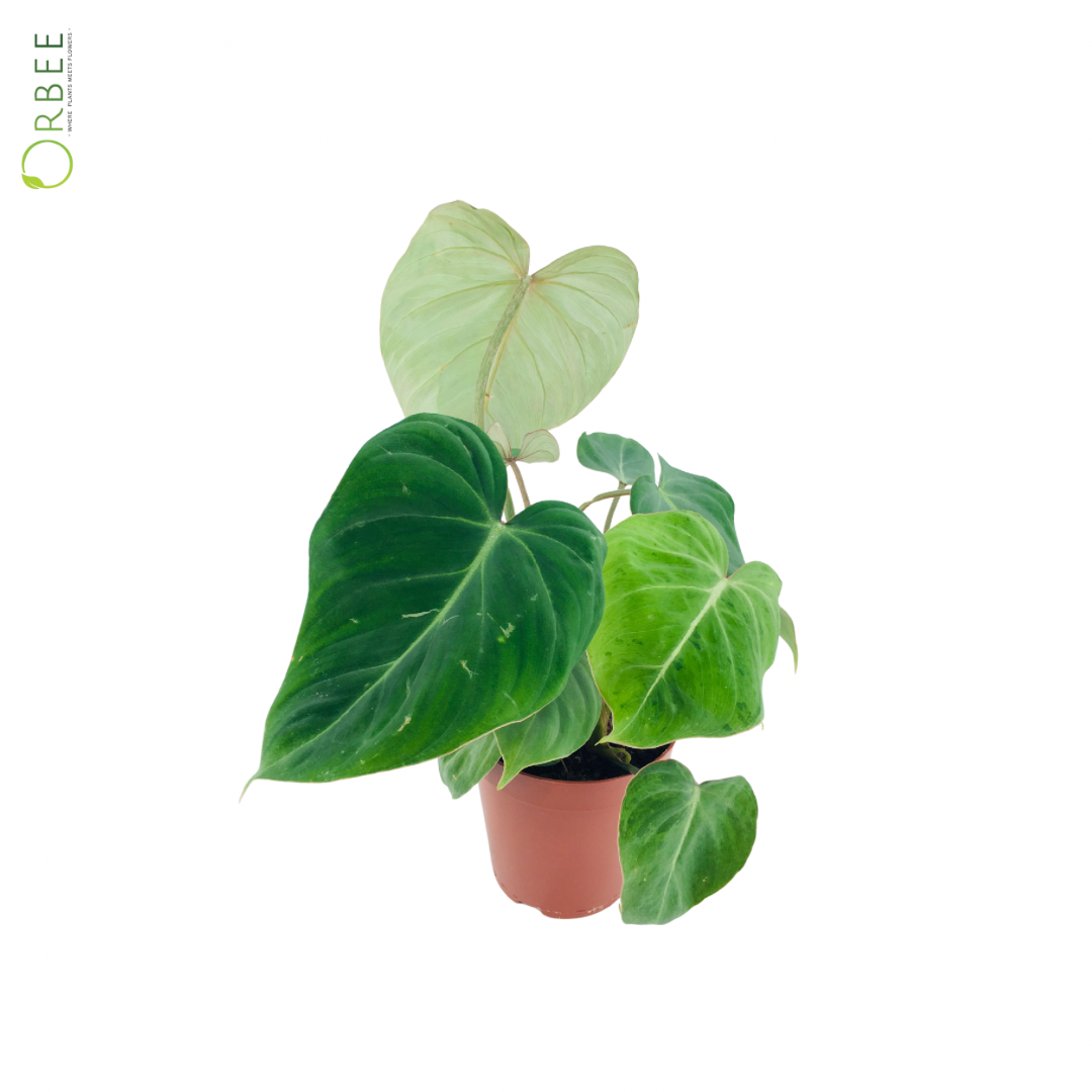 Philodendron