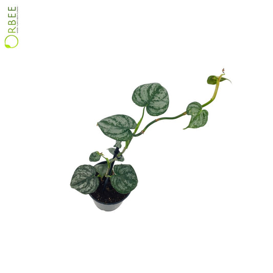 Philodendron Brandtianum