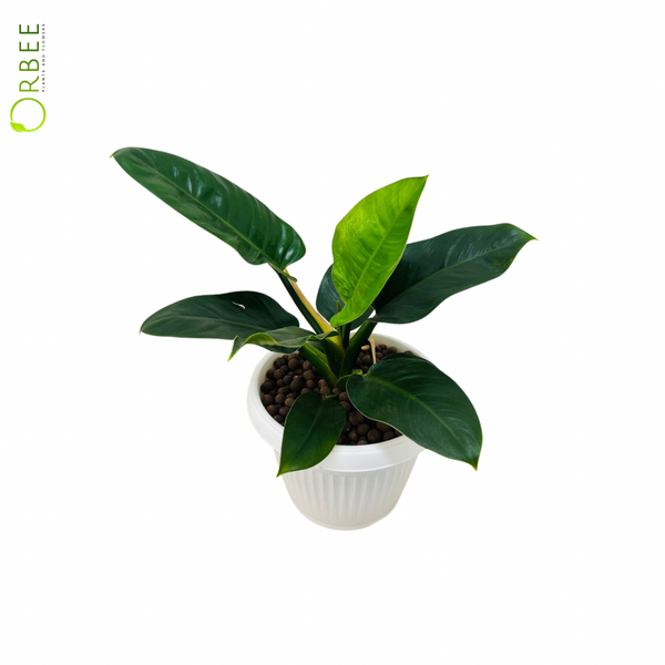 philodendron imperial green light Philodendron Imperial Green in Elegant White Pot – orbeeflowers