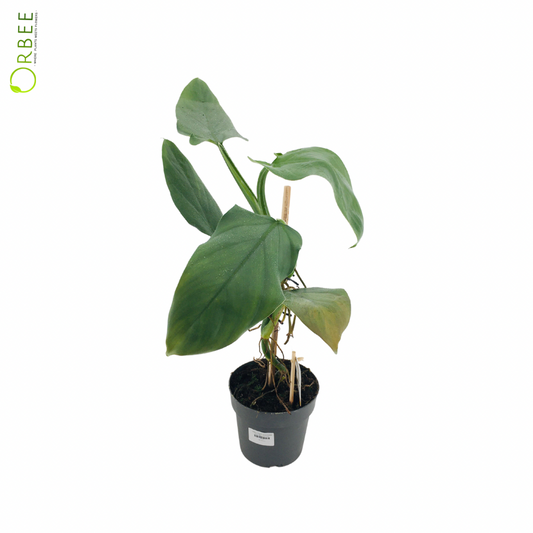 Philodendron Silver Queen