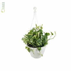 Pothos Enjoy Hanging Pot (Small)