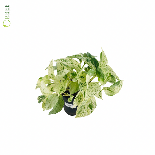 Pothos Manula