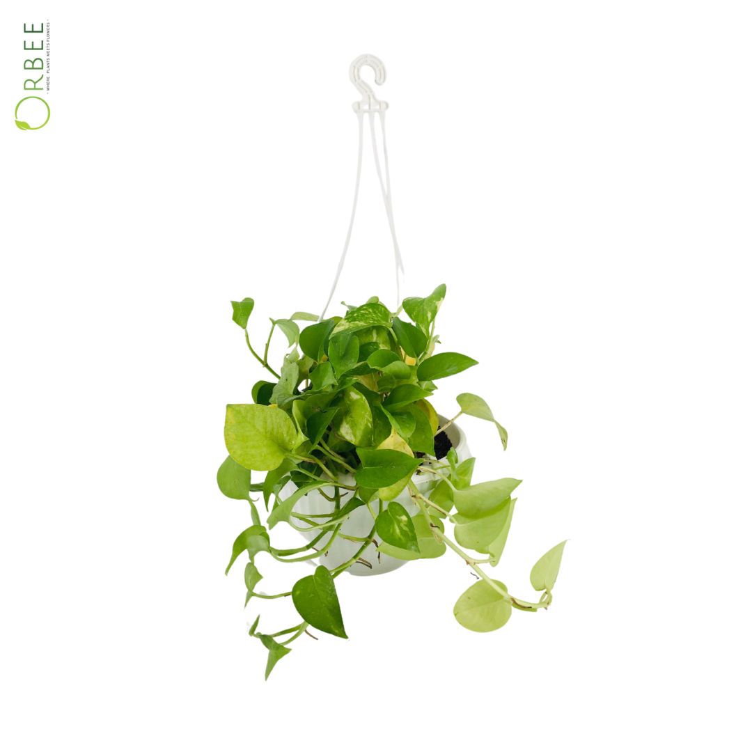 Pothos Neon (Small)