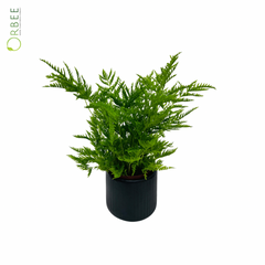 Pteris Straminea with Black Pot