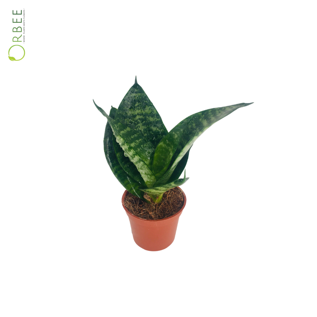 Sansevieria Trif Hahnii