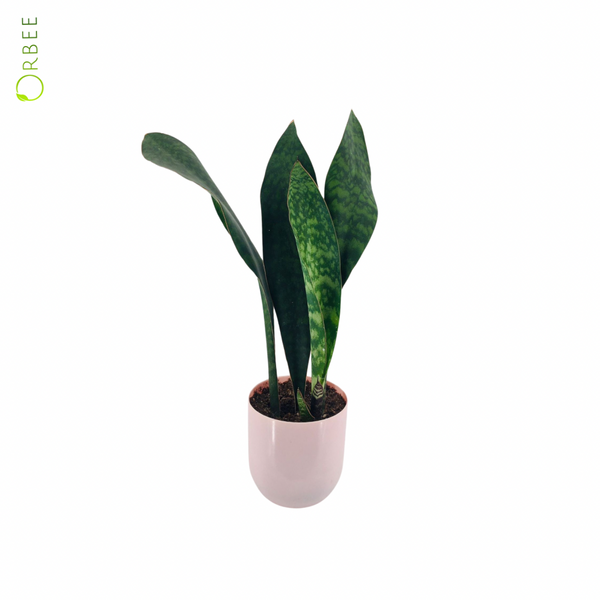 Sansevieria trif. Victoria – orbeeflowers