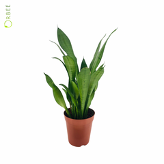 Sansevieria trif Moonshine