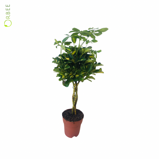 Schefflera arb. Gold Capella