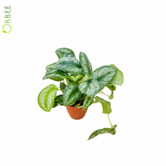 Scindapsus Big Leaf Silver