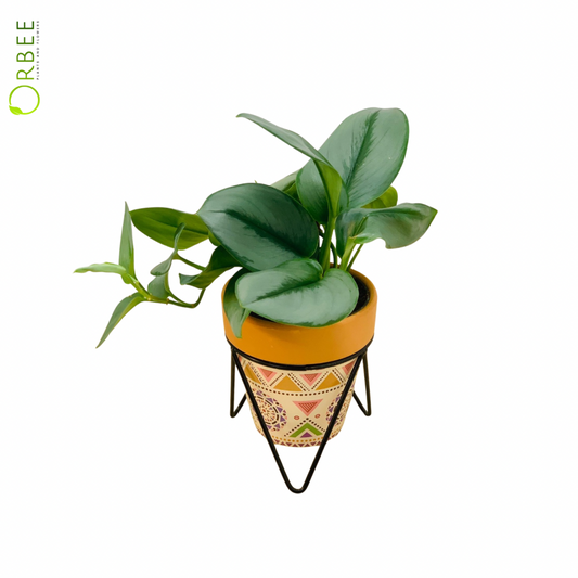 Scindapsus Treubii ‘Moonlight’ in Boho Ceramic Pot