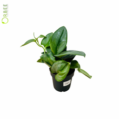 Scindapsus treubii moonlight