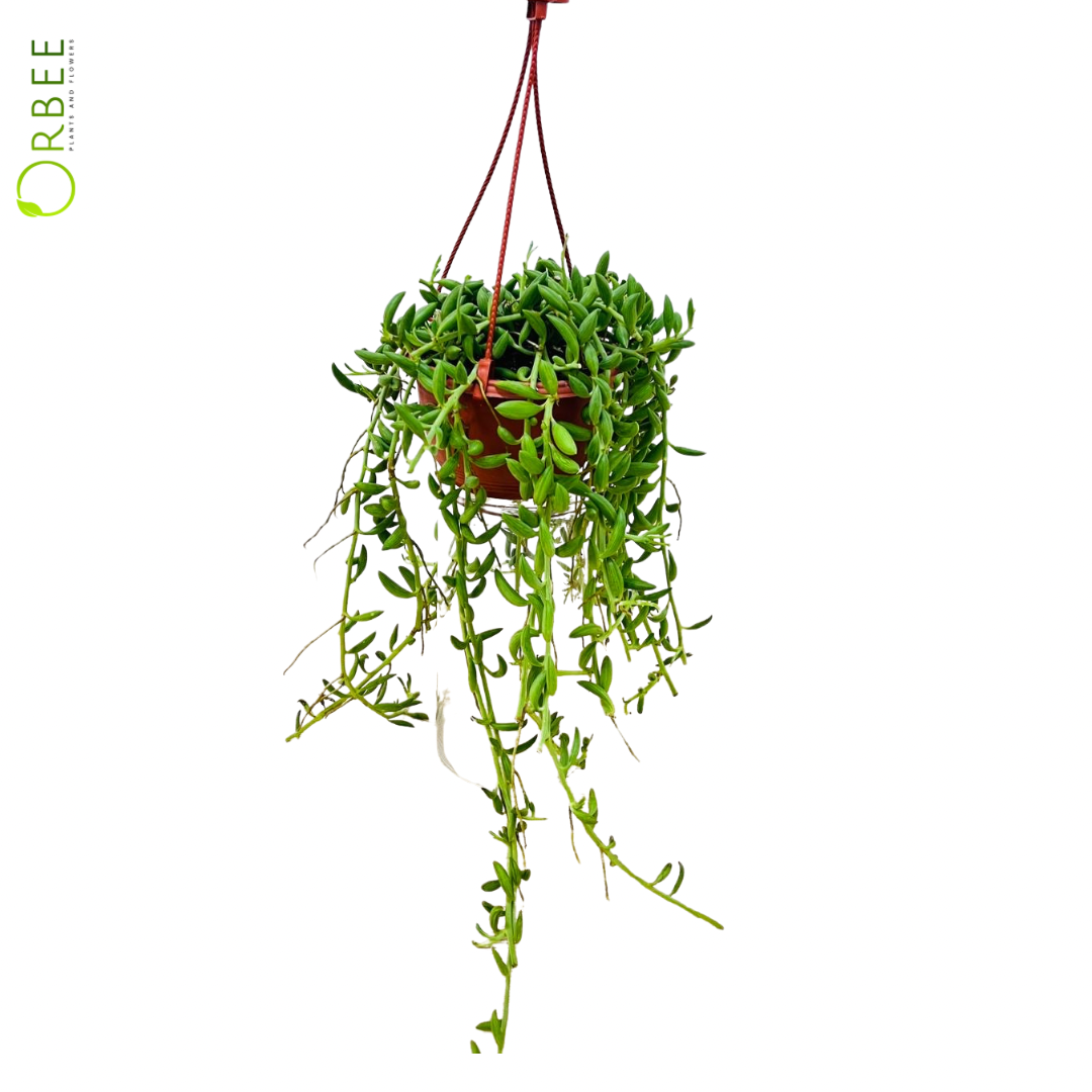 Senecio Radicans – String of Bananas Plant