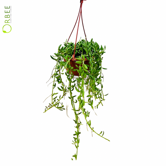 Senecio Radicans – String of Bananas Plant