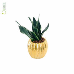 Snake Plant in Golden Pot