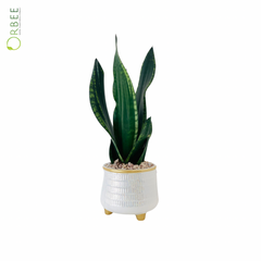 Snake Plant in Ceramic pot