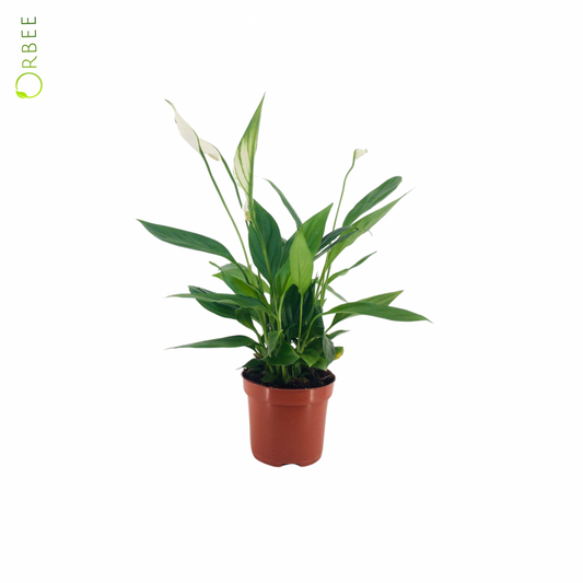 Spathiphyllum Alana